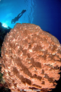Bunaken Park - Sulawesi by Alberto D'este 
